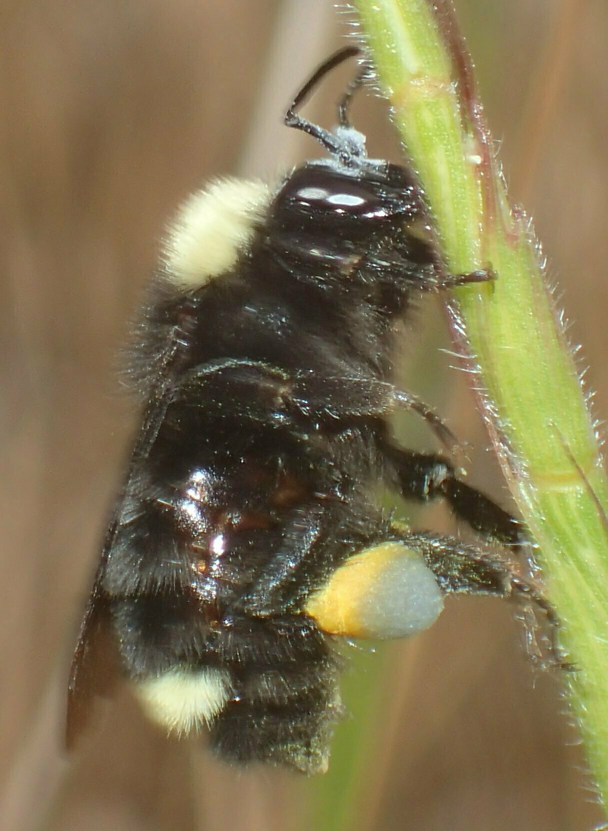 High Resolution Bombus californicus Animal